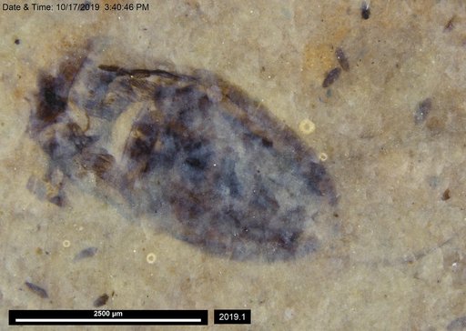 Corixidae