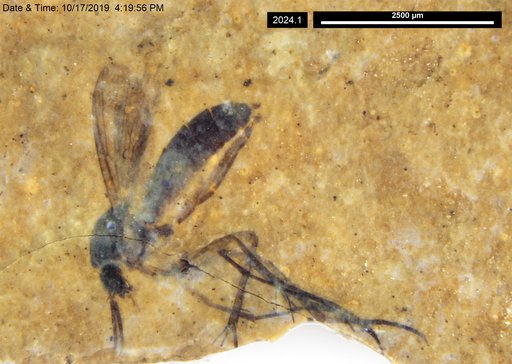 Mycetophilidae