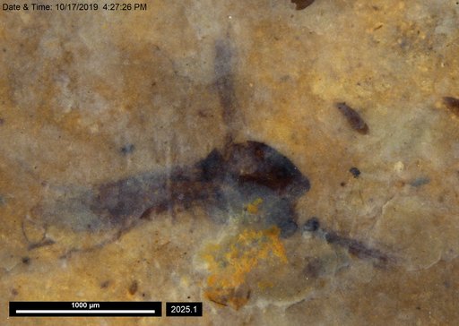 Chaoboridae