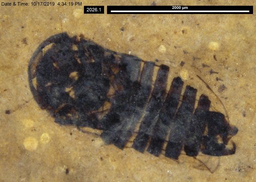 Genus sp