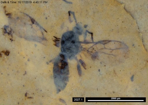 Braconidae