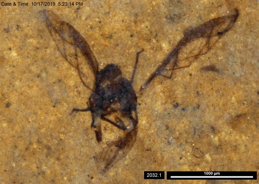 Aphididae