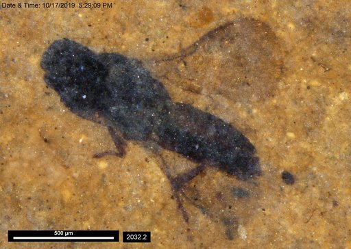 Genus sp