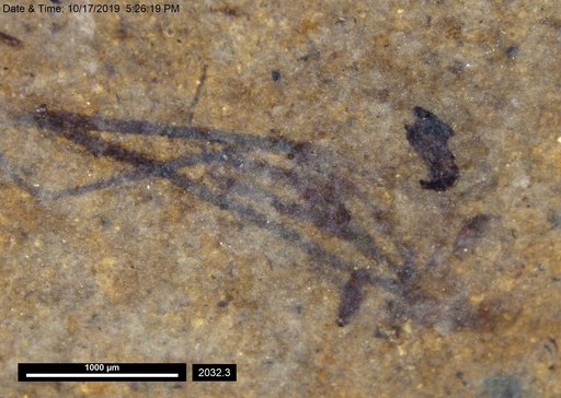 Corixidae