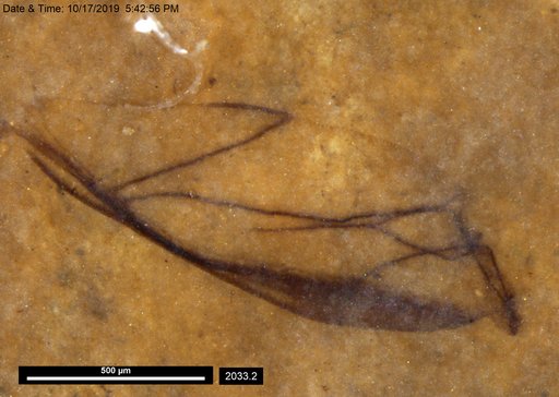 Aphididae
