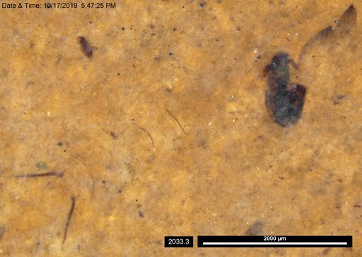 Chaoboridae