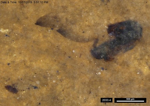 Chaoboridae