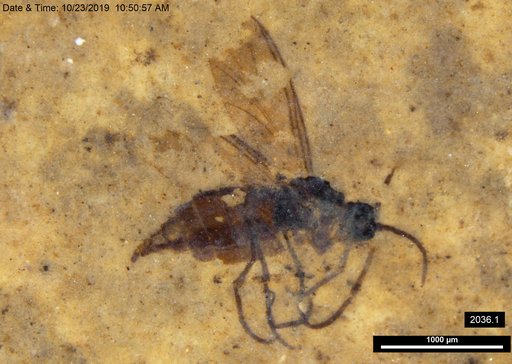 Sciaridae