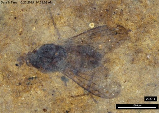 Diptera