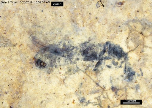 Diptera