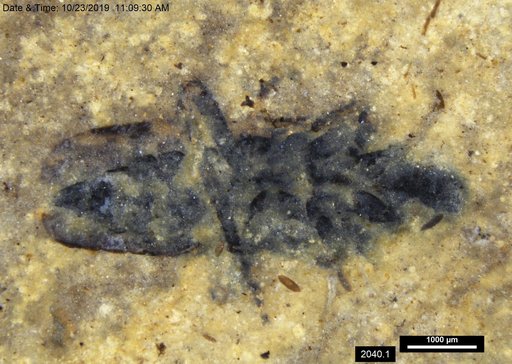 Genus sp