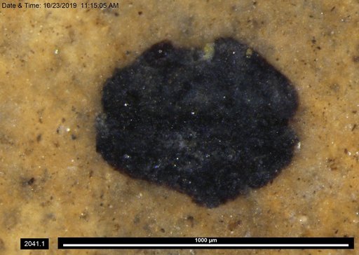 Tracheophyta