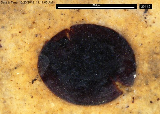 Tracheophyta
