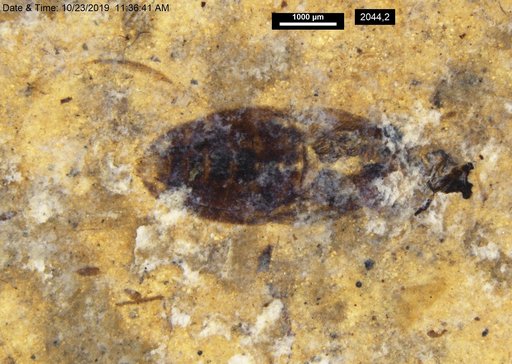 Corixidae