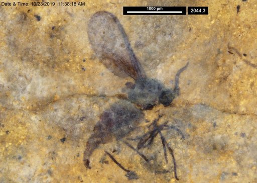 Sciaridae