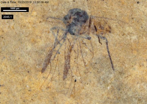 Aphididae