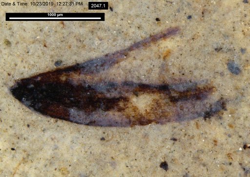 Tracheophyta