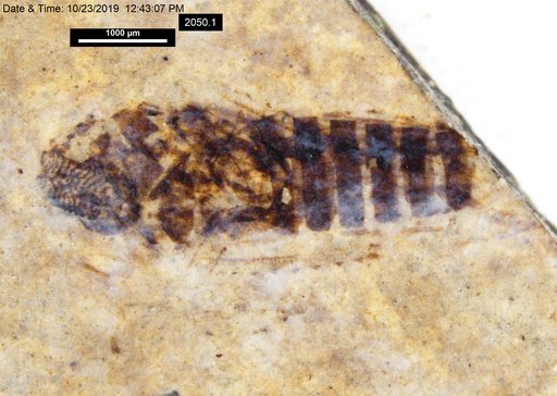 Genus sp