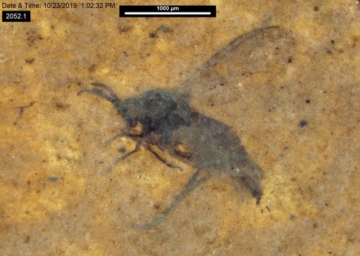 Sciaridae