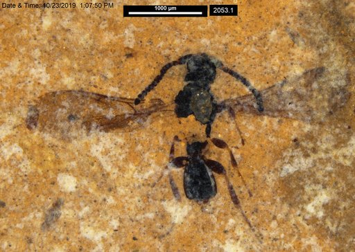 Diapriidae