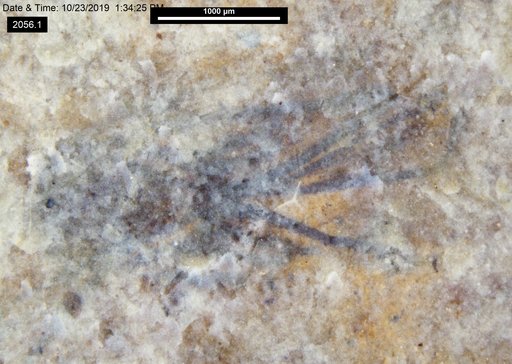 Insecta