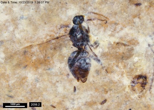 Formicidae