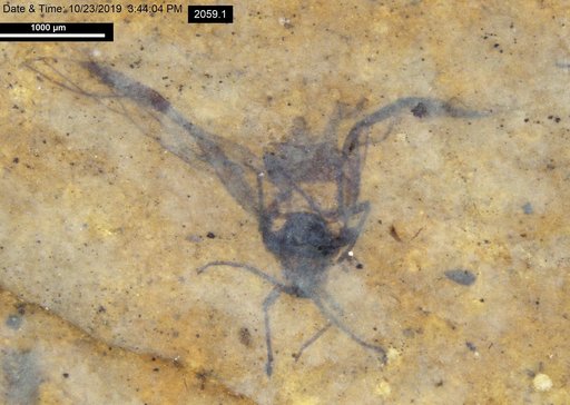 Aphididae