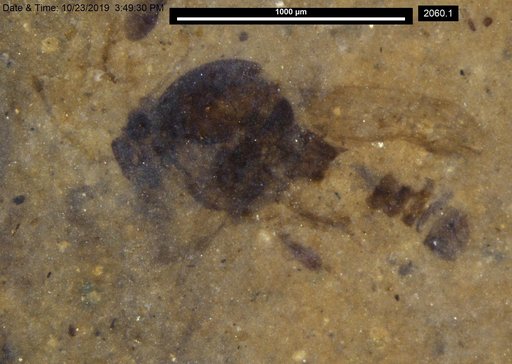 Chaoboridae