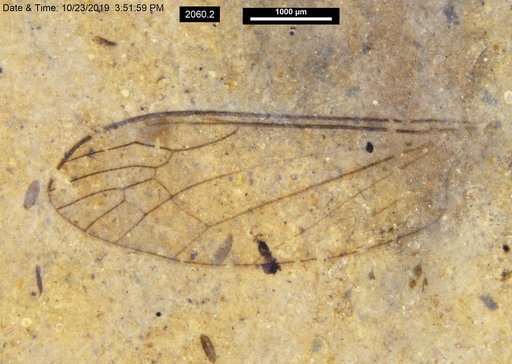 Diptera