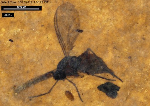 Sciaridae