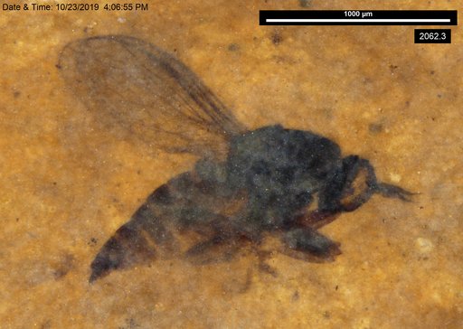 Diptera