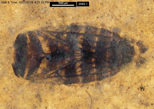 Corixidae