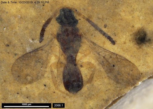 Diapriidae
