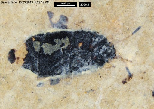 Genus sp