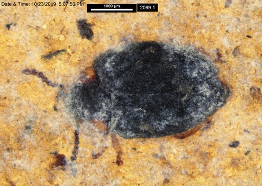 Chrysomelidae