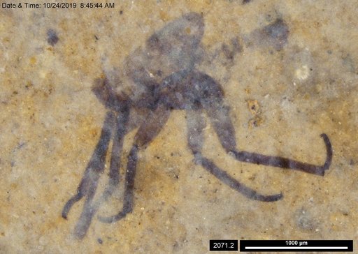 Genus sp
