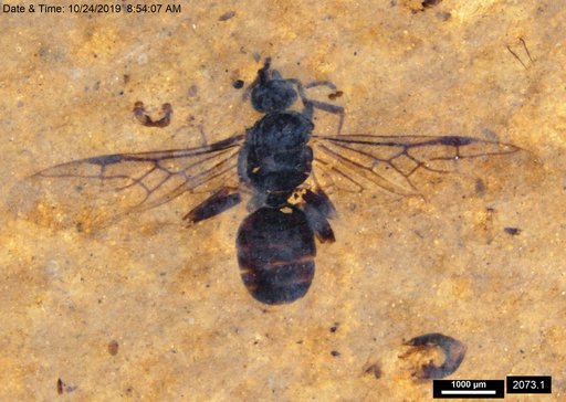 Formicidae