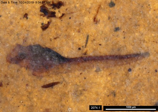 Tracheophyta