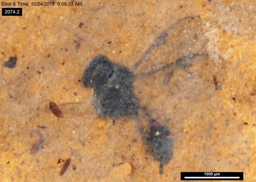 Ichneumonidae