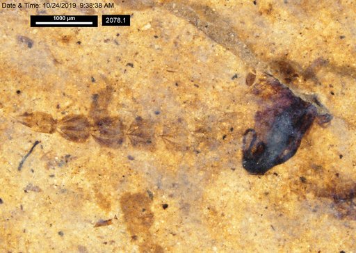 Chaoboridae
