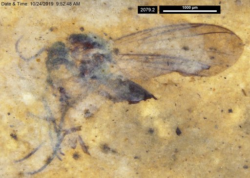 Diptera
