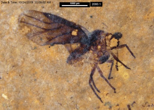 Aphididae