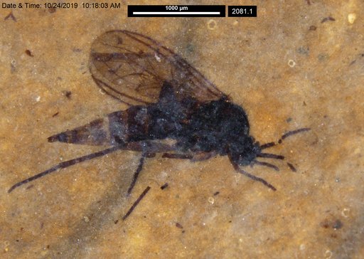 Diptera