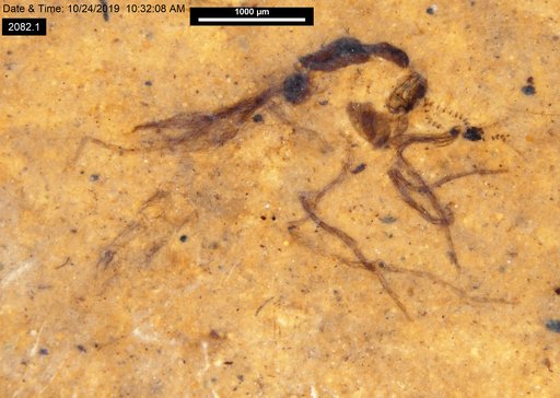 Chaoboridae