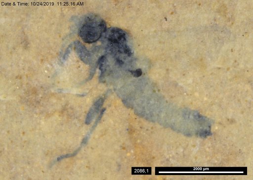 Genus sp