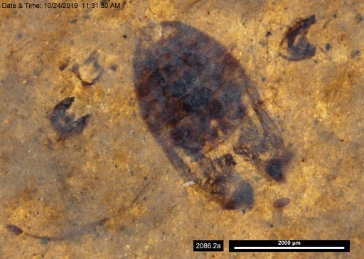 Corixidae