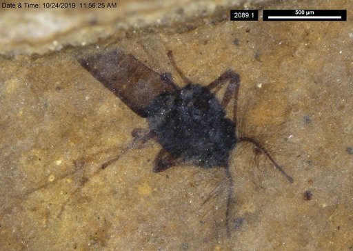 Diptera