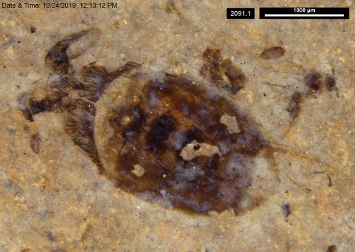 Corixidae