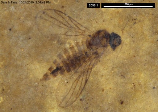 Diptera