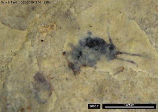 Insecta